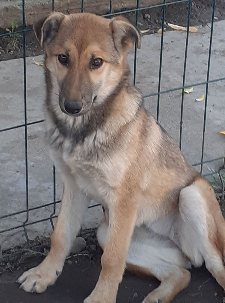 LANA - Femelle croisée de taille moyenne - Née en juin 2021 environ - Refuge de MAYA - Réservée adoption par Elodie H (depart75) - départ annulé par le refuge 26212710