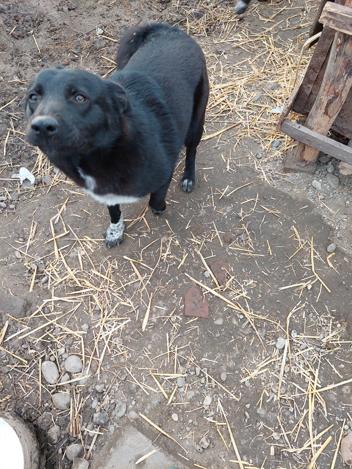 CHANCE - Chiot mâle croisé de taille moyenne à l'âge adulte - Né en avril 2021 environ - (FOURRIERE) - CRISTINA - Pris en charge par une autre asso 26504310