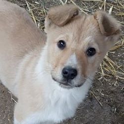 ROCKY - Mâle croisé de taille moyenne - Né en Septembre 2021 - CRISTINA 26710510