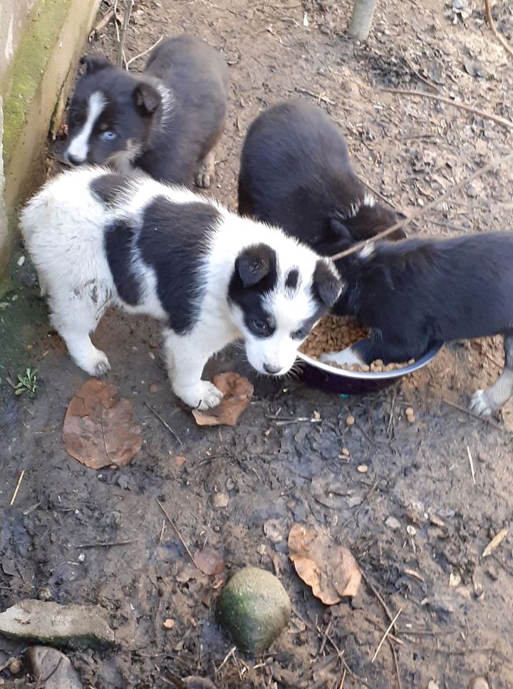 LASKA - Chiot femelle croisée de taille moyenne à l'âge adulte - Née en novembre 2021 environ - Refuge de MAYA - Adoptée par Claire H (depart67) 27079912