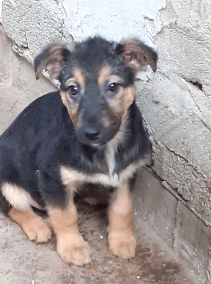 OSCAR - Chiot mâle croisé de taille moyenne à l'âge adulte - Né en novembre 2021 environ - Refuge de MAYA 27144110