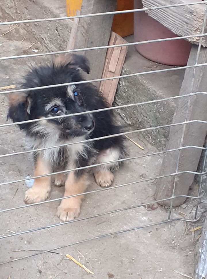 NALA - Chiot femelle croisée de taille moyenne à l'âge adulte - Née en novembre 2021 environ - Refuge de MAYA 27144311