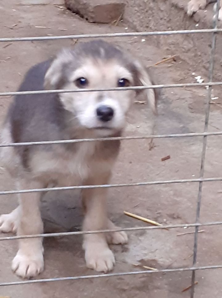 THALIA - Chiot femelle croisée de taille moyenne à l'âge adulte - Née en novembre 2021 environ - Refuge de MAYA - Adoptée via une autre asso 27175010