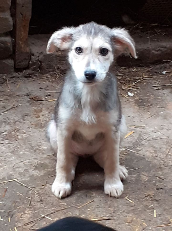 THALIA - Chiot femelle croisée de taille moyenne à l'âge adulte - Née en novembre 2021 environ - Refuge de MAYA - Adoptée via une autre asso 27281410