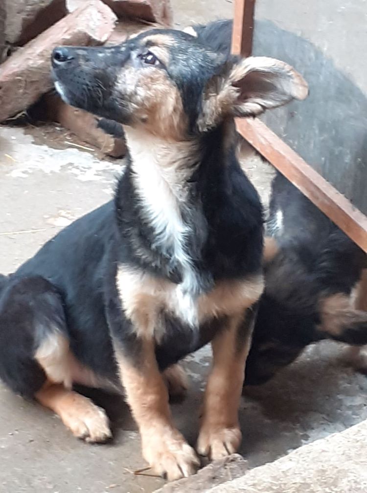 OSCAR - Chiot mâle croisé de taille moyenne à l'âge adulte - Né en novembre 2021 environ - Refuge de MAYA 27481610