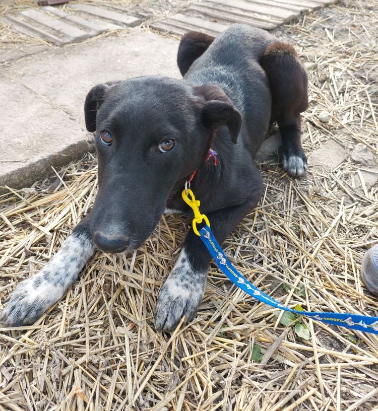 TYSON - Chiot mâle croisé de taille moyenne à grande à l'âge adulte - Né en septembre 2021 environ - CRISTINA - Adopté par Nicole P (depart01) 27492010