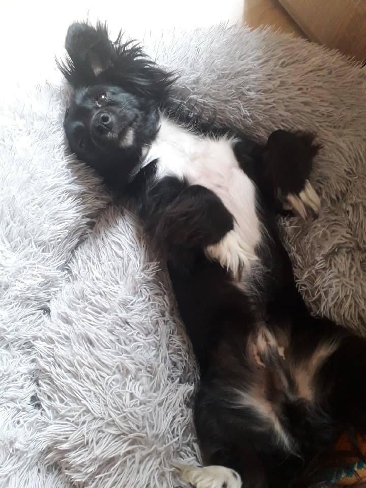 JAZZ (ex OREO) - Mâle croisé de petite taille - Né en 2020 environ - EN FOURRIERE - Adopté par Violette O (depart92) 28215810