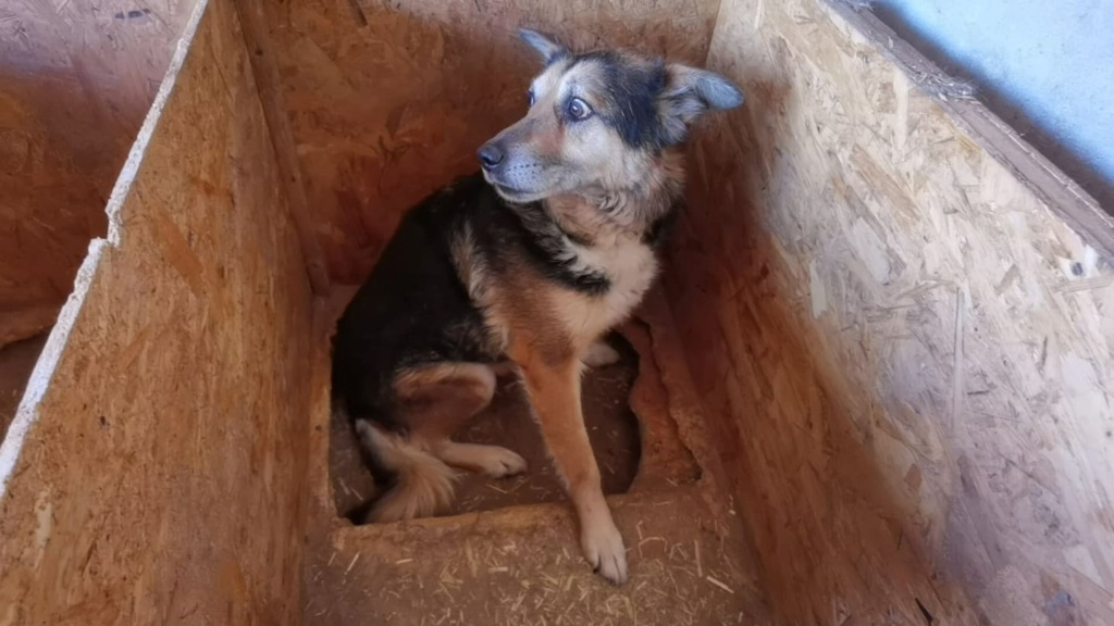 ARES - Mâle croisé de taille moyenne - Né en 2014 environ - (FOURRIERE) - En pension chez ALINA  - Adopté par Dominique C (dept 28) 29493610