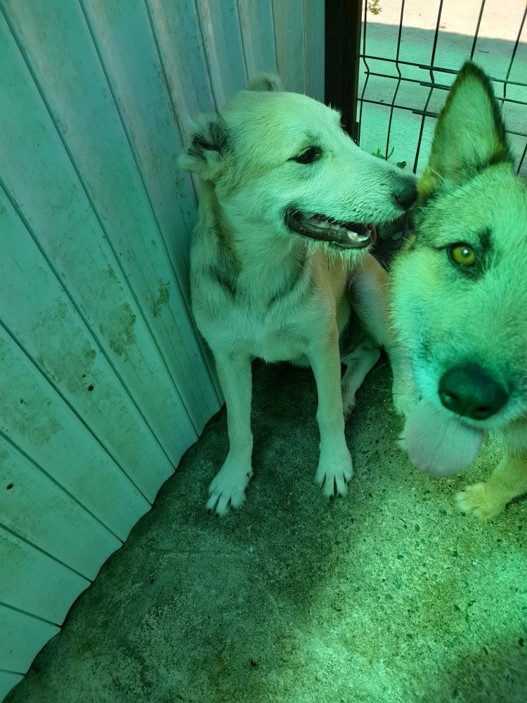 SIMPLET - Chiot mâle croisé de taille moyenne à l'âge adulte - Né en Février 2022 environ - Refuge de VALENTINA. Pris en charge par une autre asso 29715910