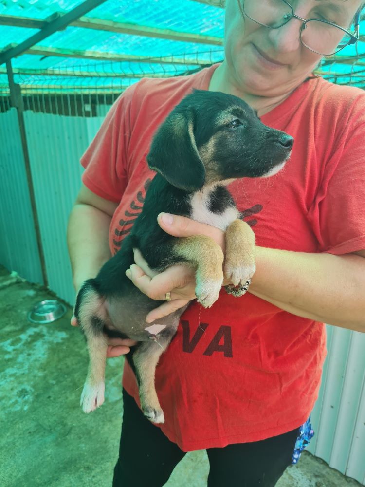 LORD - Chiot mâle croisé de taille petite à moyenne à l'âge adulte - Né en Juin 2022 environ - Refuge de VALENTINA - adopté via une autre association  30084510