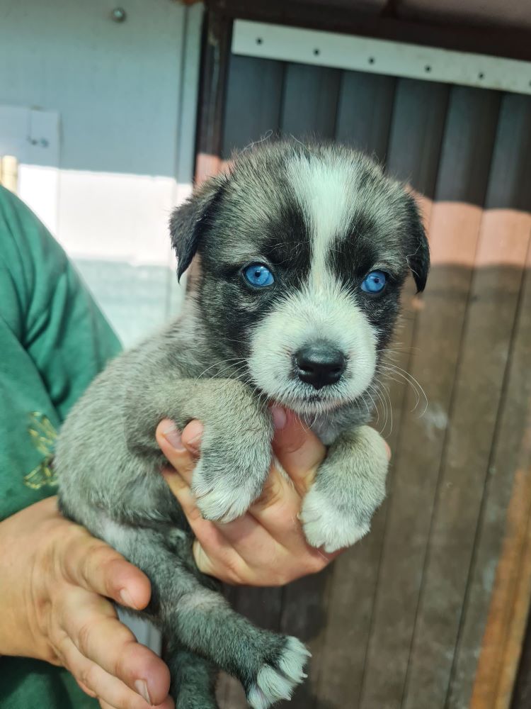 MILA - Chiot femelle croisée de petite taille à l'âge adulte - Née en Juin 2022 environ - Refuge de VALENTINA - Décédée 30851410