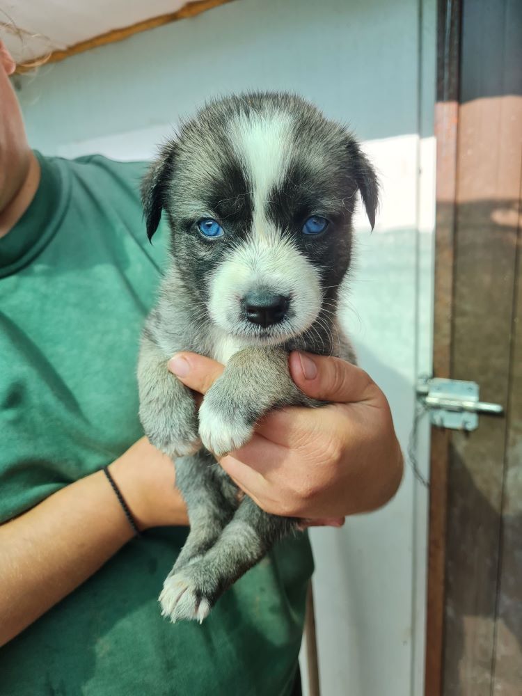 MILA - Chiot femelle croisée de petite taille à l'âge adulte - Née en Juin 2022 environ - Refuge de VALENTINA - Décédée 30858010