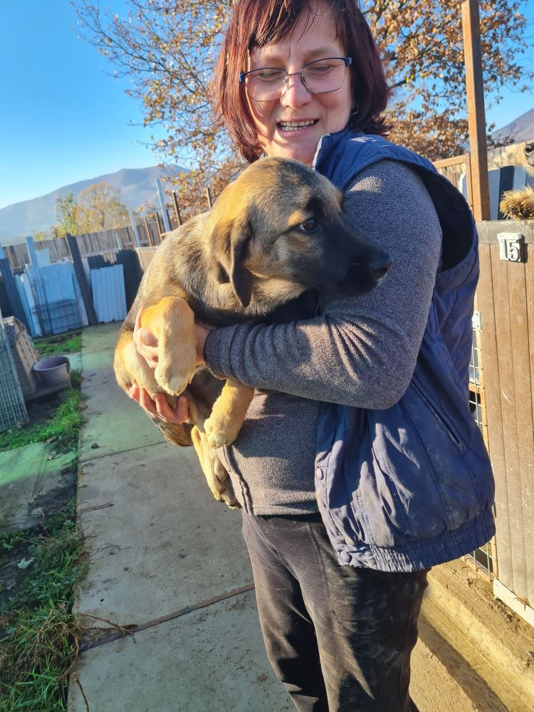 BELLA - Chiot femelle croisée de taille petite à moyenne à l'âge adulte - Née en Juin 2022 environ - Refuge de VALENTINA - adoptée via une autre association  31270810