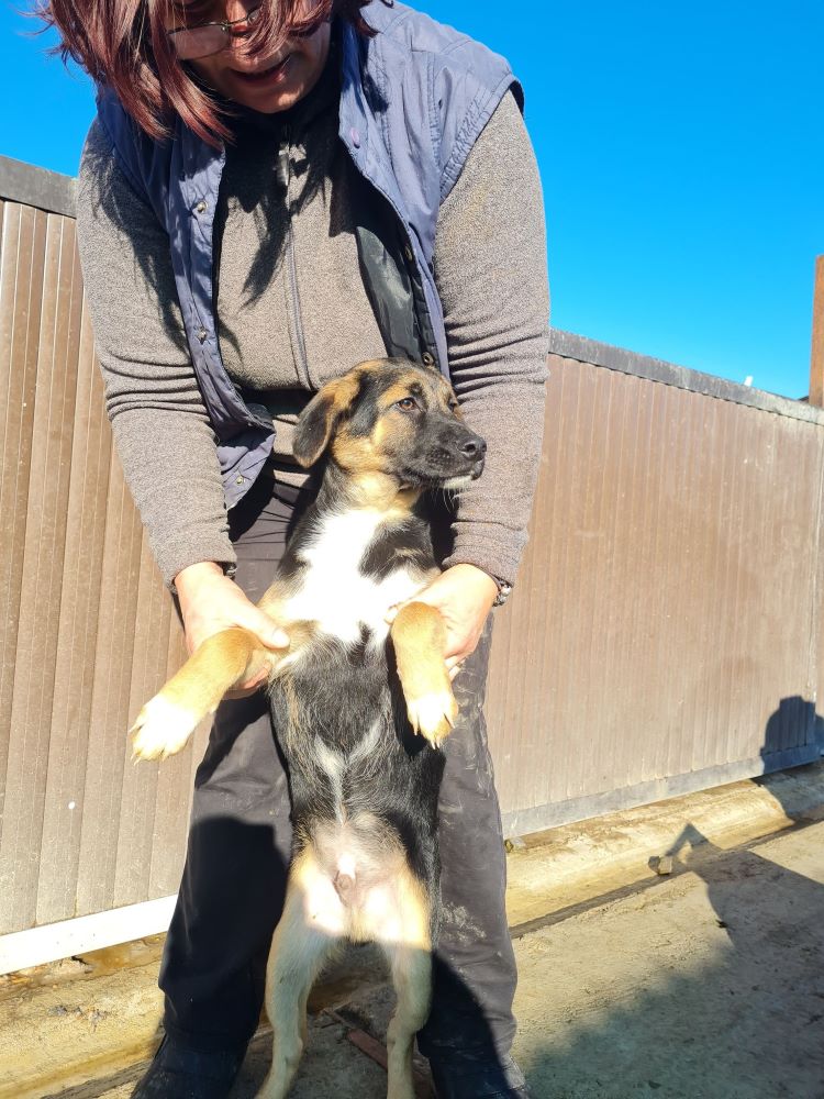 LORD - Chiot mâle croisé de taille petite à moyenne à l'âge adulte - Né en Juin 2022 environ - Refuge de VALENTINA - adopté via une autre association  31293610