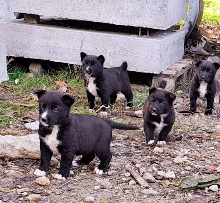 CHOUPETTE - Femelle croisée de taille moyenne à grande (25kg) - Née en Août 2022 environ - Refuge de VALENTINA 31337112