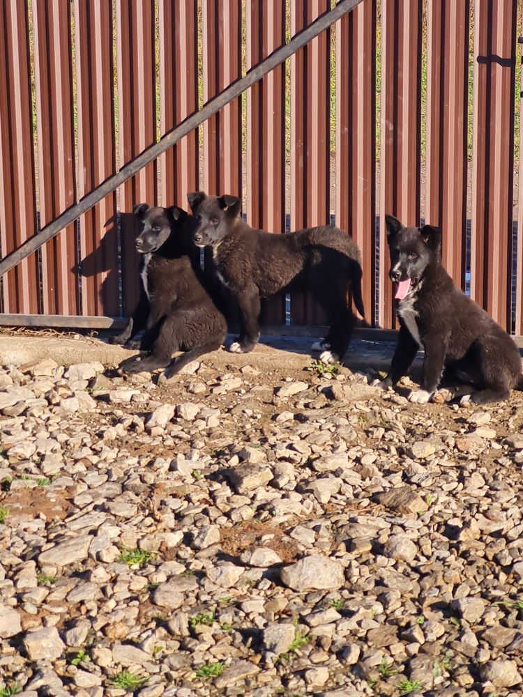 CHOUPETTE - Femelle croisée de taille moyenne à grande (25kg) - Née en Août 2022 environ - Refuge de VALENTINA 31402912