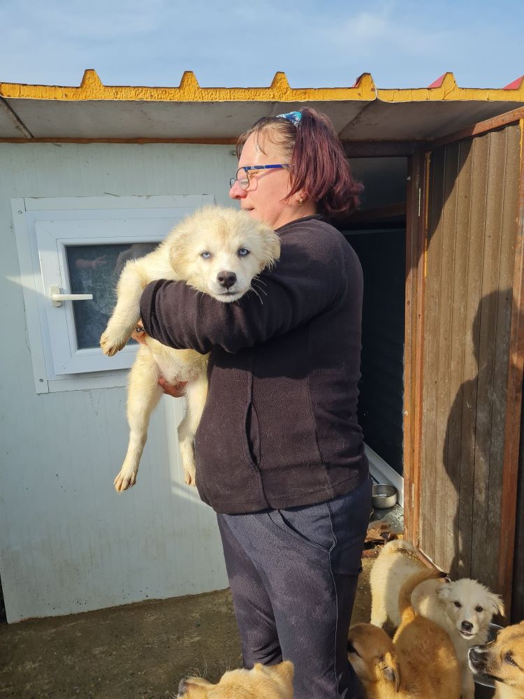 ALASKA - Chiot femelle croisée de petite taille à l'âge adulte - Née en Juin 2022 environ - Refuge de VALENTINA - Adoptée par Christine (dept 72) 31446311