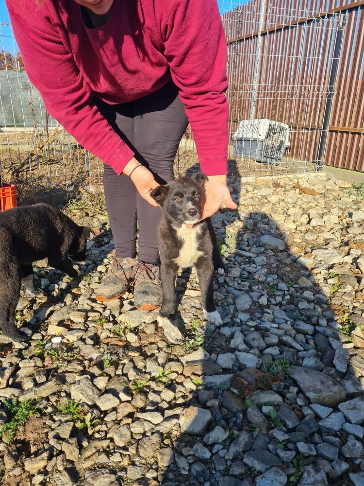 CHIPIE - Femelle croisée de taille moyenne à grande (25kg) - Née en Août 2022 environ - Refuge de VALENTINA 31455010