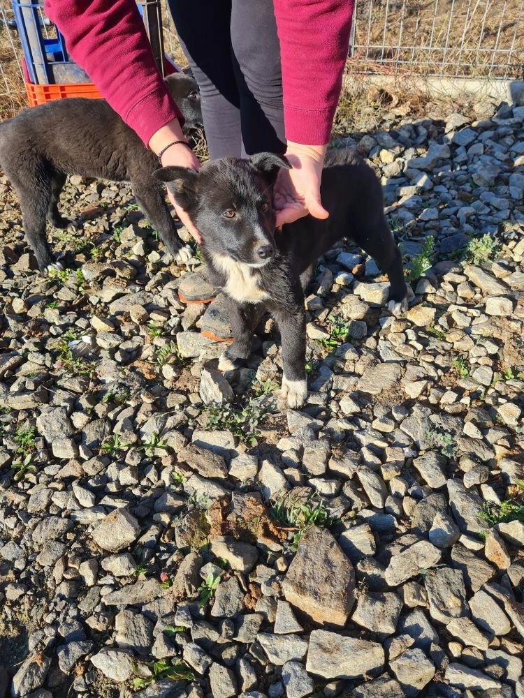 CHIPIE - Femelle croisée de taille moyenne à grande (25kg) - Née en Août 2022 environ - Refuge de VALENTINA 31498212