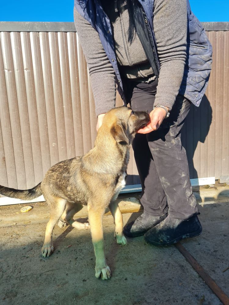 BELLA - Chiot femelle croisée de taille petite à moyenne à l'âge adulte - Née en Juin 2022 environ - Refuge de VALENTINA - adoptée via une autre association  31511111