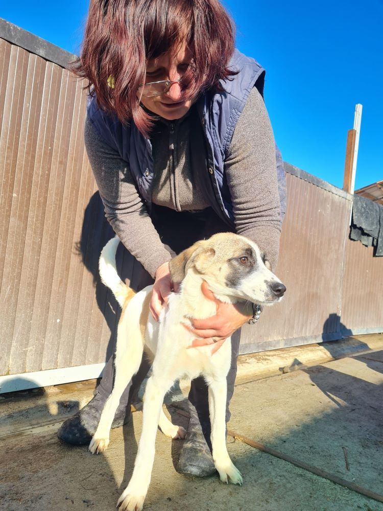 DIVA - Chiot femelle croisée de taille petite à moyenne à l'âge - Née en Juin 2022 environ - Refuge de VALENTINA - adoptée via une autre association  31530110