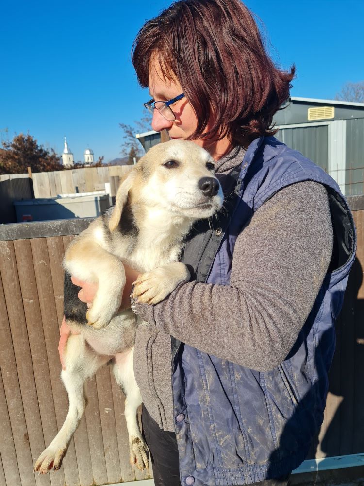 DAISY - Chiot femelle croisée de taille petite à moyenne à l'âge adulte - Née en Juin 2022 environ - Refuge de VALENTINA - adoptée via une autre association  31530210