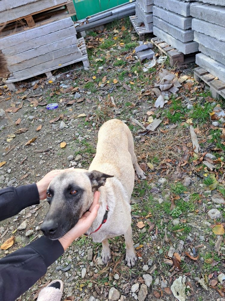 CALYPSO - Femelle croisée de taille moyenne à grande - Née en 2019 environ - Refuge de VALENTINA 31543311