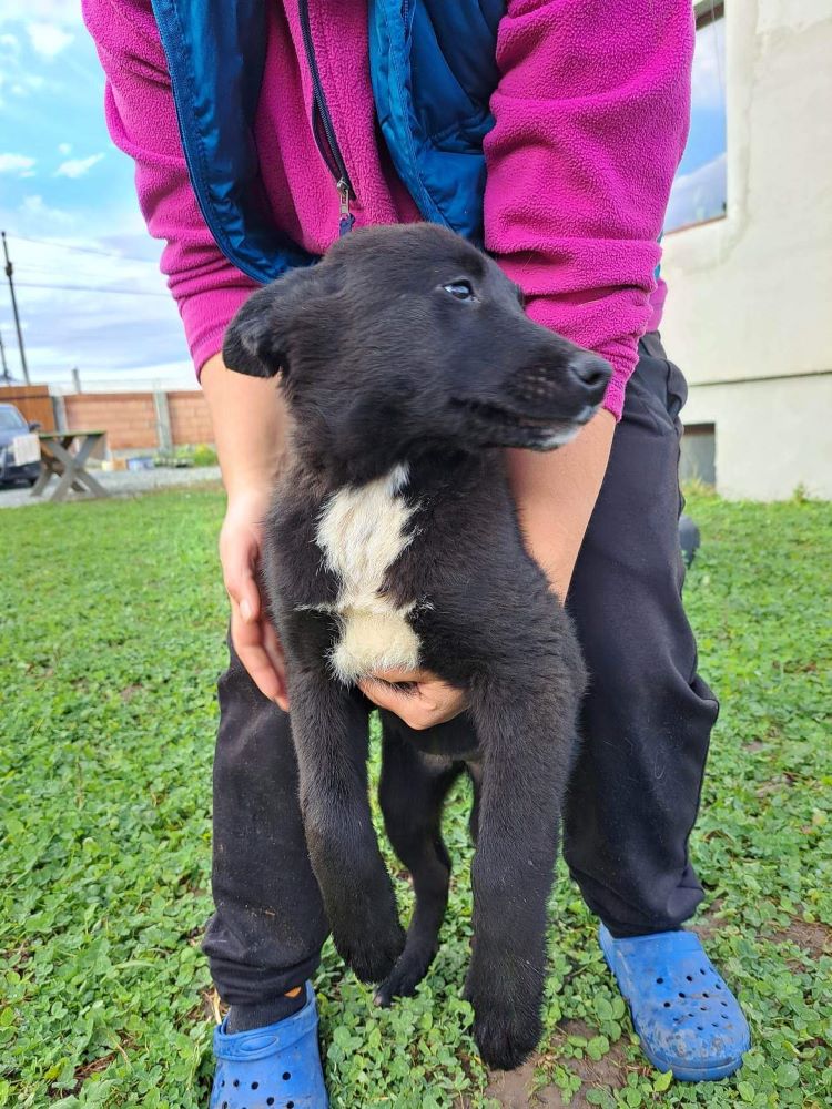 CHOUPETTE?tid=a90e86ff87c2108d4e03c84cf055b0ac - COOKIE - Femelle croisée de taille moyenne à grande (25 kg) - Née en Août 2022 environ - Refuge de VALENTINA 31893610