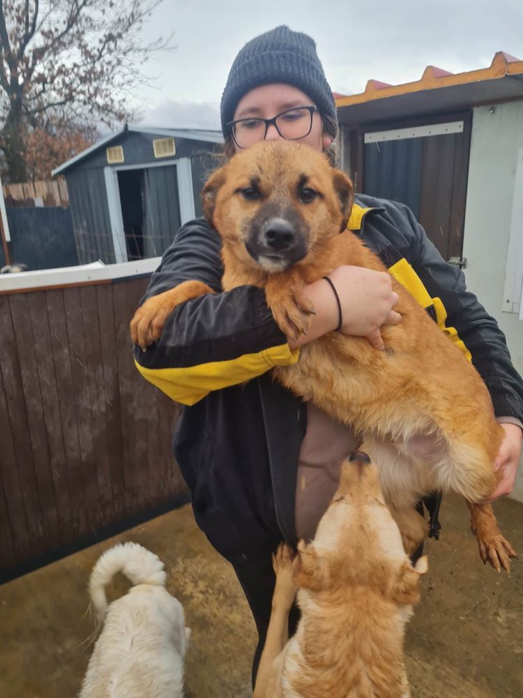 PABLO - Chiot mâle croisé de petite taille à l'âge adulte - Né en Juin 2022 environ - Refuge de VALENTINA - Pris en charge par une autre association 32092910