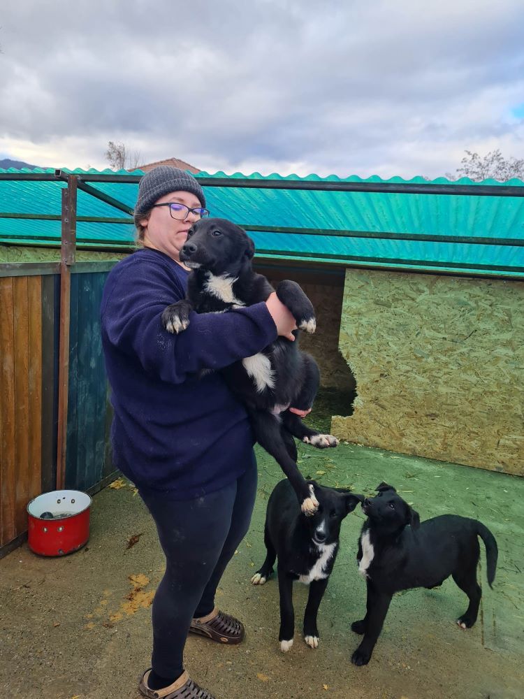 CHOUPETTE - Femelle croisée de taille moyenne à grande (25kg) - Née en Août 2022 environ - Refuge de VALENTINA 32129610