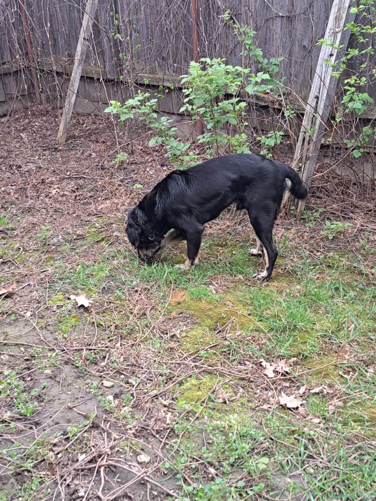 BOBBY - Mâle croisé de taille moyenne (15 kg) - Né en 2015 environ - Refuge de VALENTINA 33916510