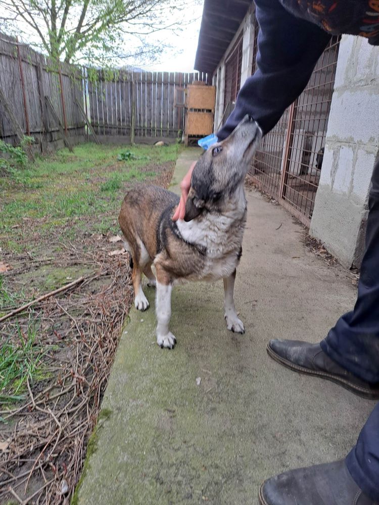 LILI - Femelle croisée de petite taille (10 kg environ) - Née en 2013 environ - Refuge de VALENTINA 34022410