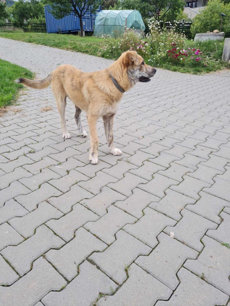 BILOU - Chien mâle croisé de taille moyenne à grande - Né en Octobre 2022 environ - Refuge de VALENTINA 35375310