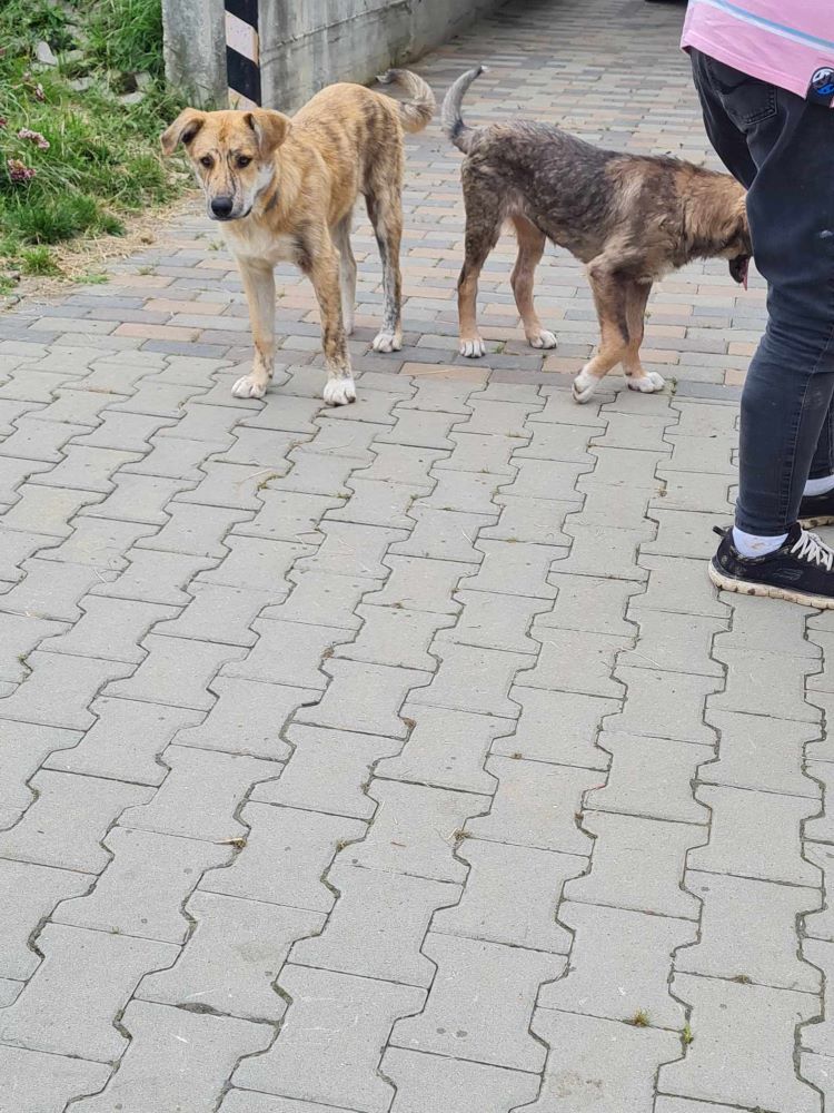 BILOU - Chien mâle croisé de taille moyenne à grande - Né en Octobre 2022 environ - Refuge de VALENTINA 35416110