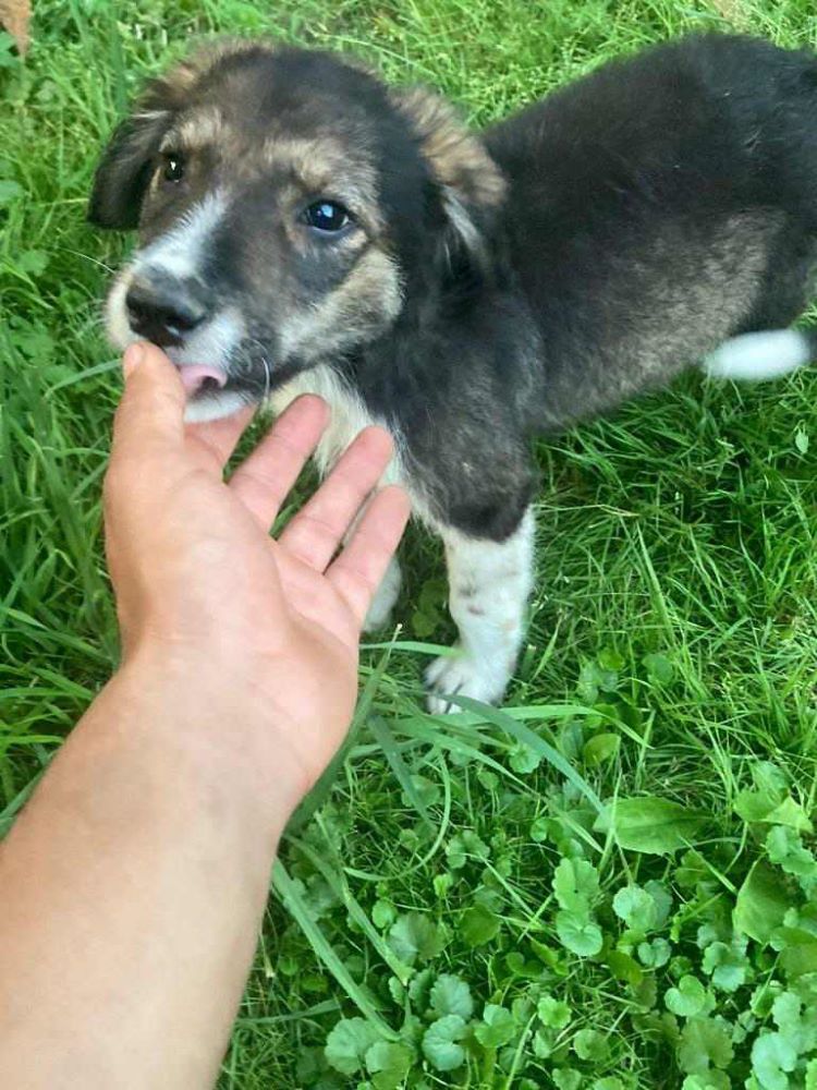 TRIXIE - Chiot femelle croisée de taille moyenne à l'âge adulte - Née en Avril 2023 - Refuge de VALENTINA - Adoptée au Royaume Uni 36453412