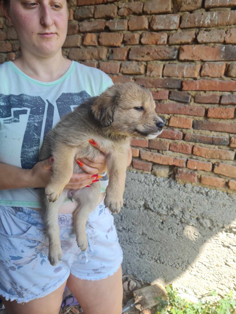 HEDWIGE - Chiot femelle croisée de taille moyenne à l'âge adulte - Née en Mai 2023 environ - Refuge de VALENTINA - adoptée via une autre association 37305310