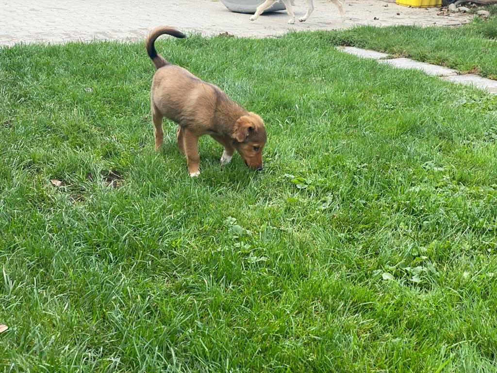 DOBBY - Chiot mâle croisé de taille moyenne à l'âge adulte - Né en Mai 2023 environ - Refuge de VALENTINA - Adopté au Royaume-Uni  37347310