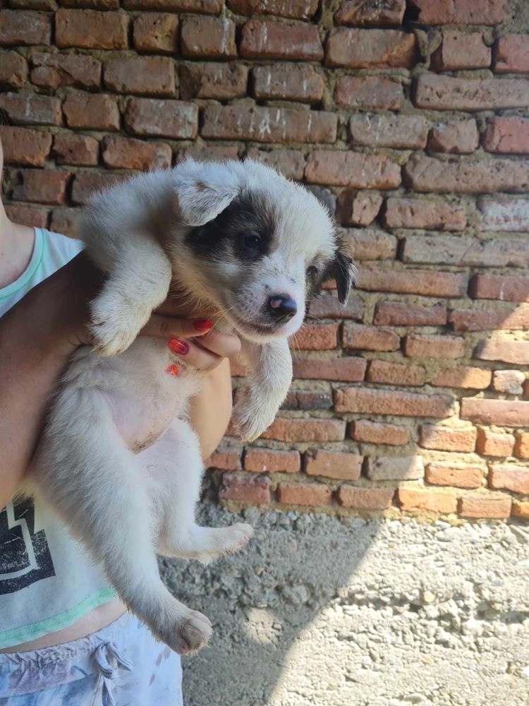 BELLATRIX - Chiot femelle croisée de taille moyenne à l'âge adulte - Née en Mai 2023 environ - Refuge de VALENTINA 37349110