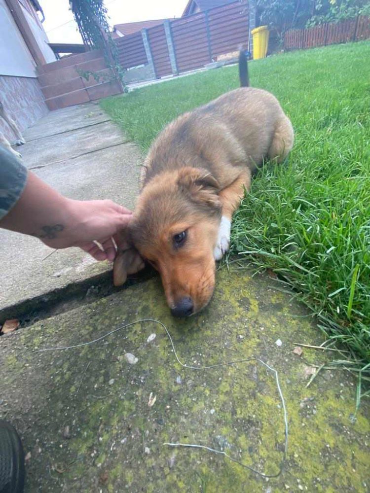 DOBBY - Chiot mâle croisé de taille moyenne à l'âge adulte - Né en Mai 2023 environ - Refuge de VALENTINA - Adopté au Royaume-Uni  37502810