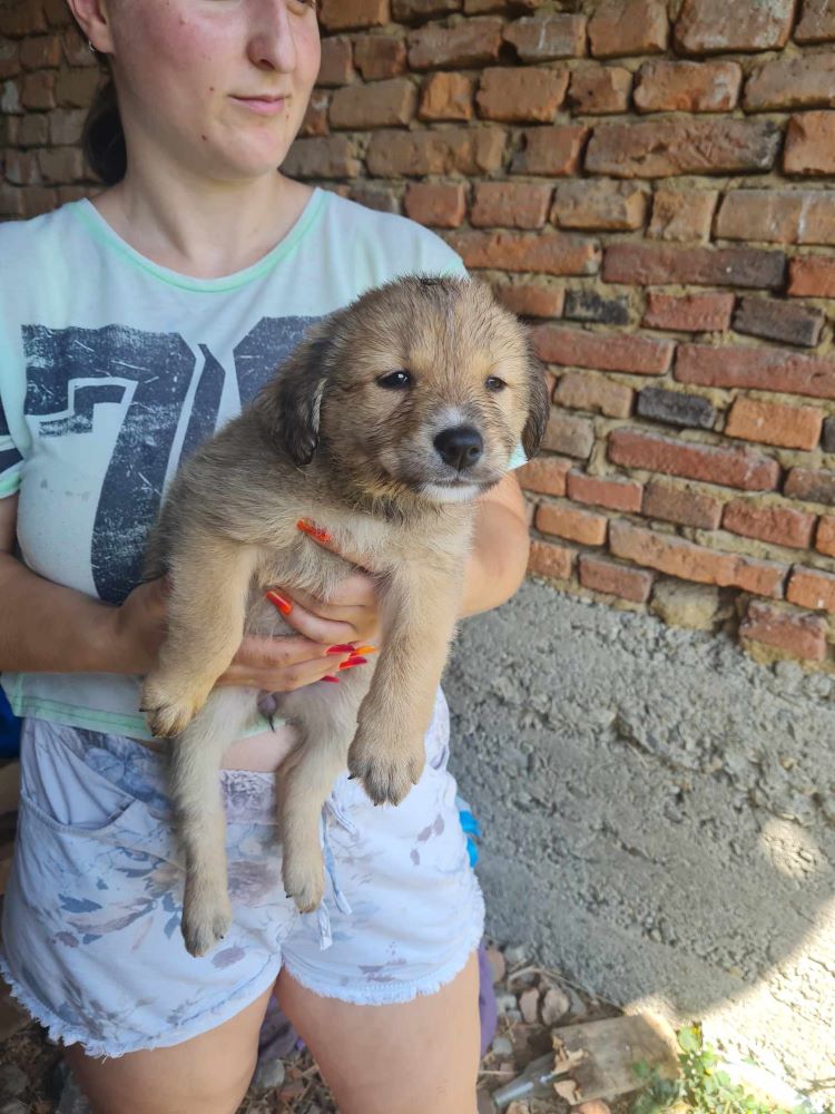 HEDWIGE - Chiot femelle croisée de taille moyenne à l'âge adulte - Née en Mai 2023 environ - Refuge de VALENTINA - adoptée via une autre association 37521111