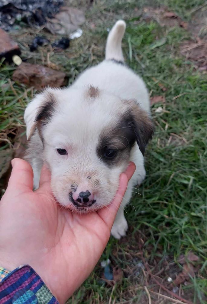 MELCHIOR - Chiot mâle croisé de taille moyenne à l'âge adulte - Né en Août 2023 environ - Refuge de VALENTINA 38554111