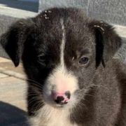 TOBIAS (ex CHASE) - Chiot mâle croisé de taille moyenne à l'âge adulte - Né en Août 2023 environ - Refuge de VALENTINA - Adopté par Mireille et Serge (dpt 28) 40363210