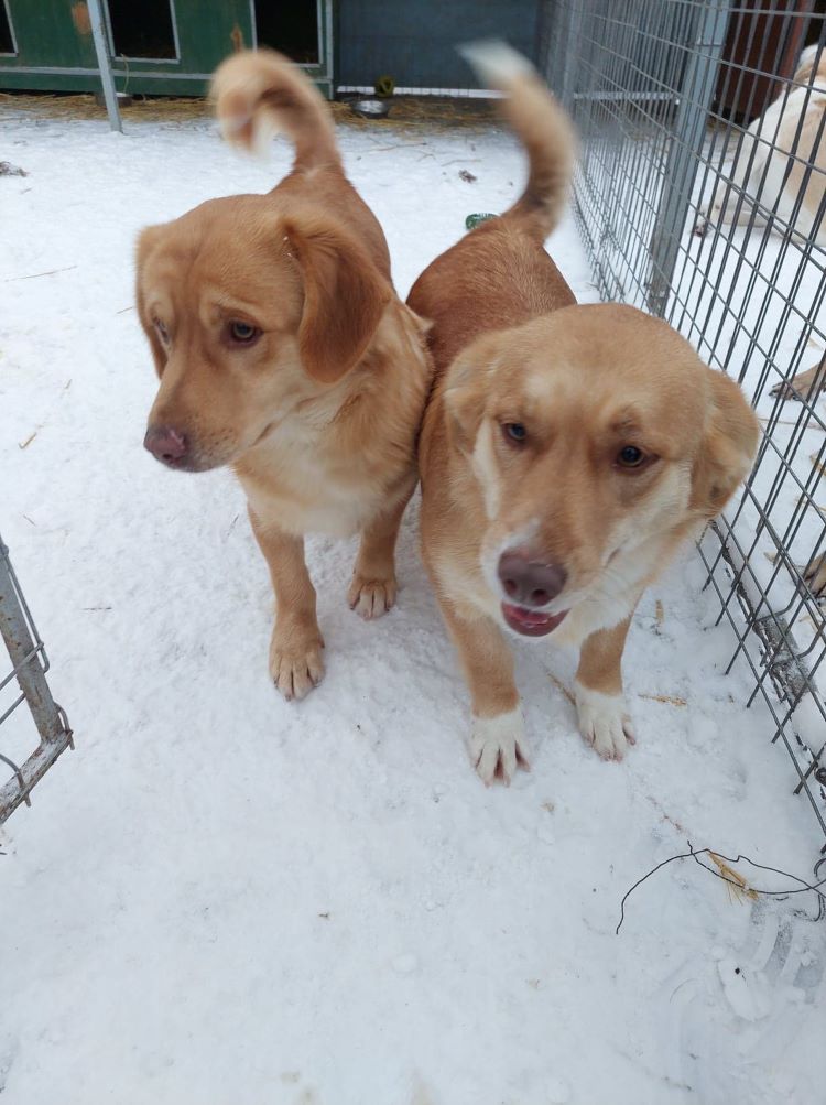 ROXY  - Femelle croisée de petite taille - Née en Avril 2022 environ - Refuge de CRISTINA 40429511