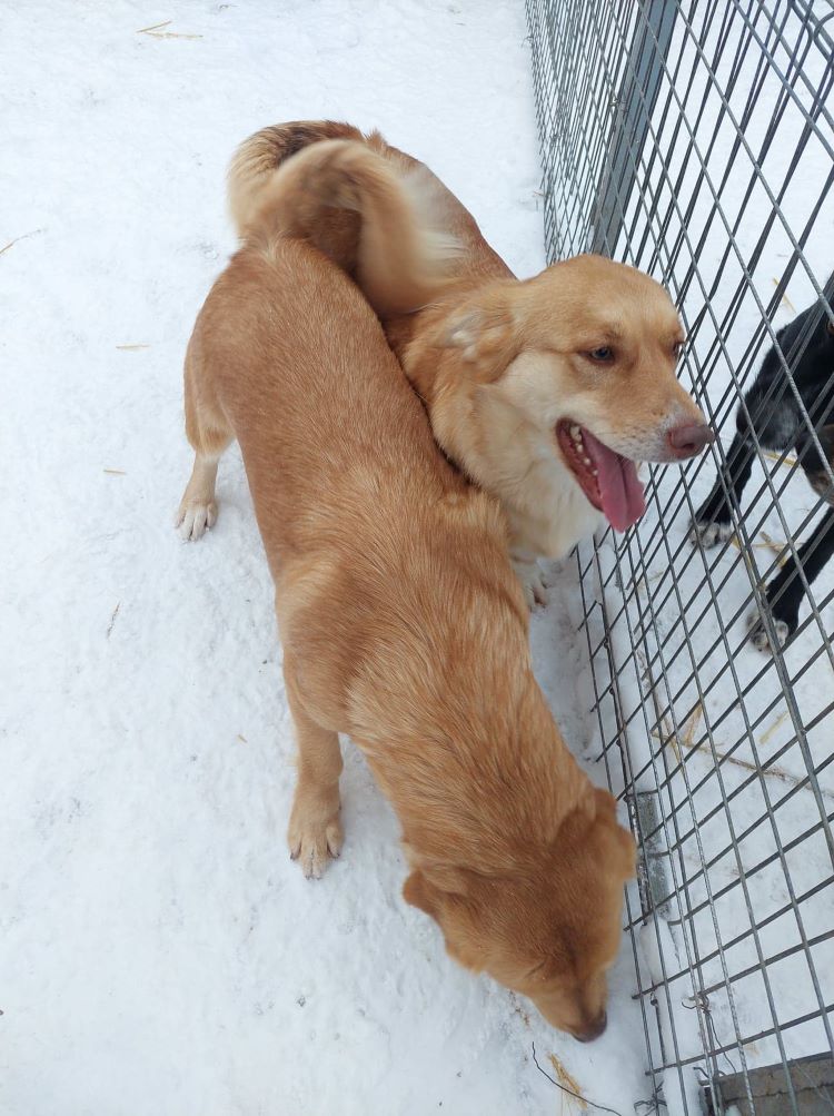 ROXY  - Femelle croisée de petite taille - Née en Avril 2022 environ - Refuge de CRISTINA 40437910