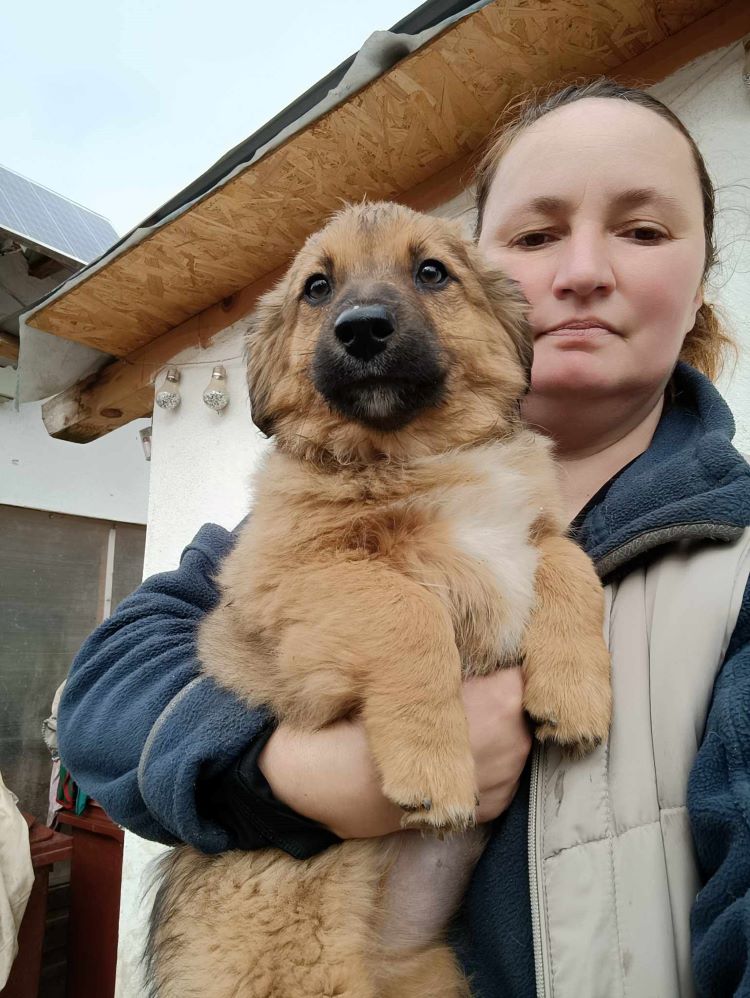 SCOOBY - Chiot mâle croisé de petite taille à l'âge adulte - Né en Décembre 2023 environ - Refuge de GABRIELA - Adopté via une autre asso 42624510