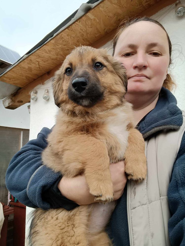 SCOOBY - Chiot mâle croisé de petite taille à l'âge adulte - Né en Décembre 2023 environ - Refuge de GABRIELA - Adopté via une autre asso 42669910