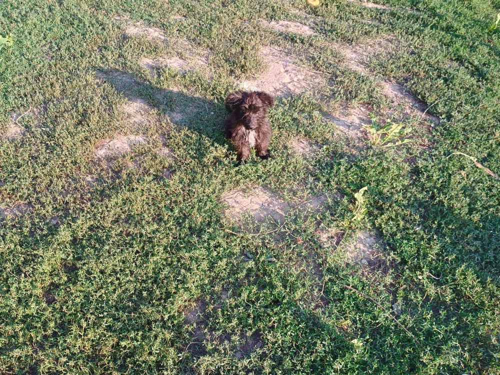 JOLLY - Chiot femelle croisée de taille moyenne à l'âge adulte - Née environ en Avril 2024 - Refuge de Monica - Adoptée par Marilou en France ( département 13 ) 45356510