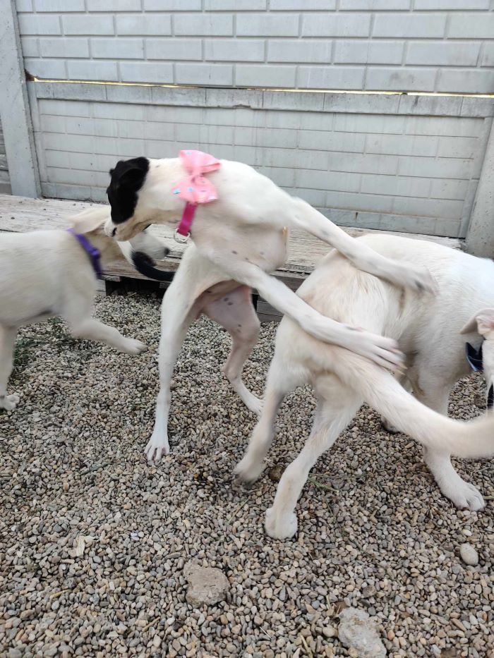 VENICE - Chiot femelle croisée de taille moyenne à l'âge adulte - Née environ en Avril 2024 - Refuge de Ozana 45402510