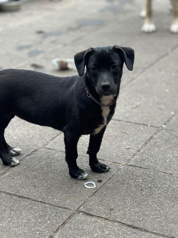 lollipop - LOLLIPOP - Chiot femelle croisée de petite taille à l'âge adulte - Née environ en Mars 2024 - Refuge de Ozana - En famille d'accueil chez Anaïs en Belgique ( Province de Namur ) 45581110