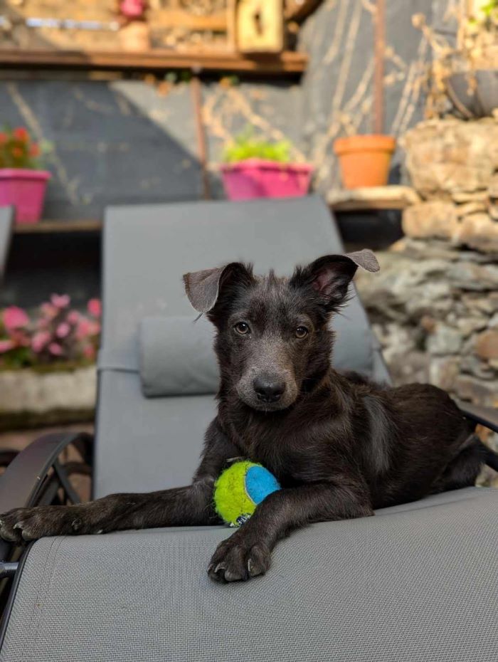 GREMS (ex STALONE) - Chiot mâle de taille petite à moyenne à l'âge adulte - Né environ en Février 2024 - Refuge de Monica - En famille d'accueil chez Nelly en France (département 28) - Adopté par Charlotte en France ( département 28 ) 45595910